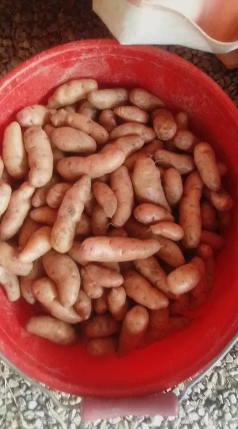 Cómo se cultivan las patatas rojas