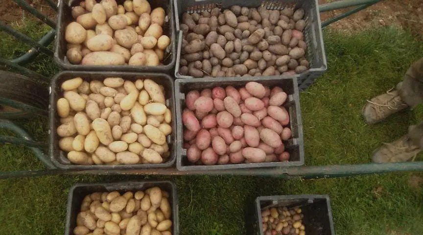 ¿Cómo adquieren su color las patatas rojas?