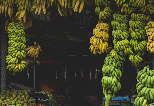 ¿Cómo evitar que los bananos verdes maduren?